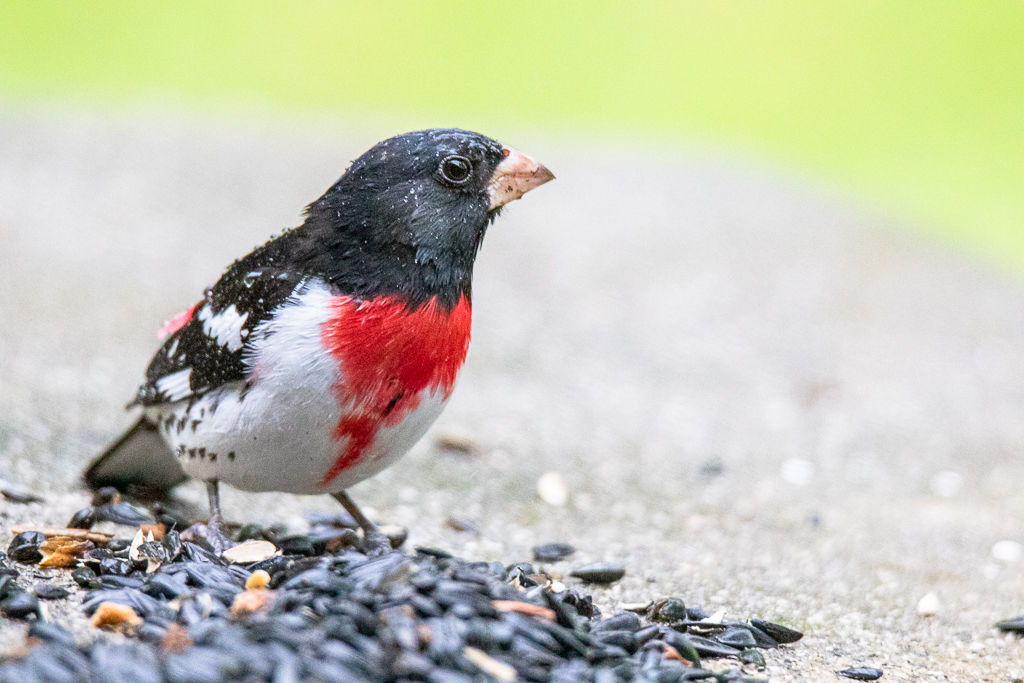 Backyard Birds NH-2002.jpg